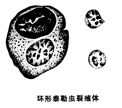 寄生虫图片-牛泰勒虫病